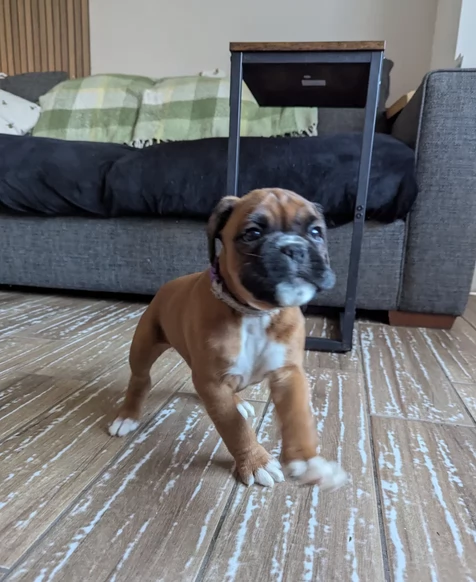 Boxerr cucciolino pronti