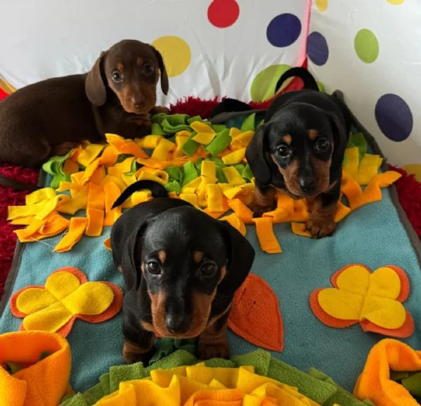 Bassotti Toy Kaninchen Disponibili Subito | Foto 1