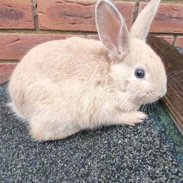 Coniglio maschio dalle orecchie cadenti