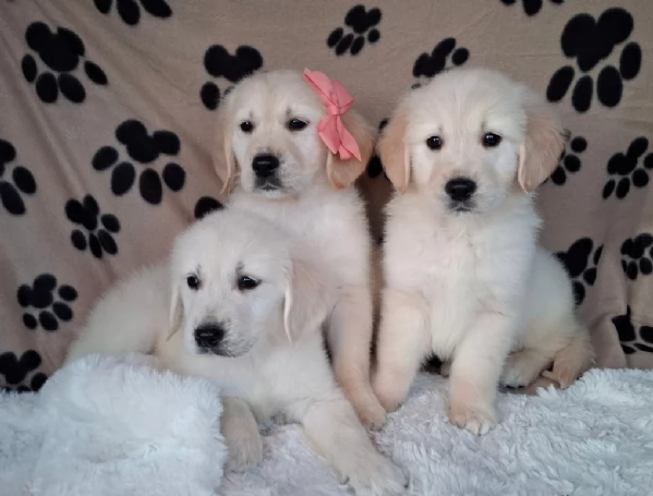 splendidi cuccioli golden retriver