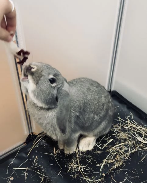 Vendo coniglio ariete nano | Foto 0