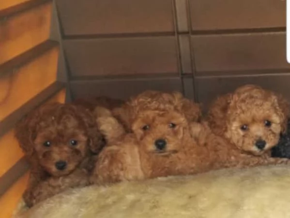 Barboncino rosso maschio e femmina | Foto 2