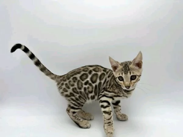 Gattini Bengala maschi e femmine