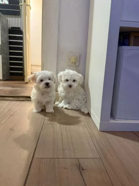 Cuccioli di maltese cercano una famiglia amorevole | Foto 0