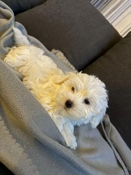 Cuccioli di maltese cercano una famiglia amorevole