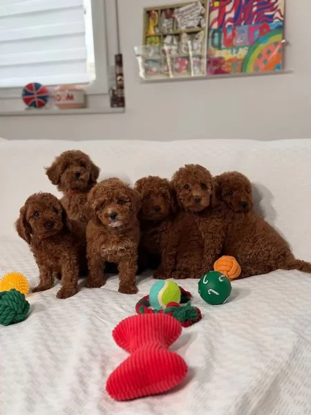 Cucciolata barboncini toy maschietti femminucce | Foto 2