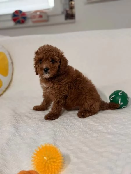 Cucciolata barboncini toy maschietti femminucce | Foto 1