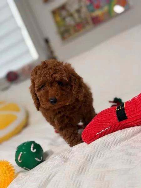 Cucciolata barboncini toy maschietti femminucce