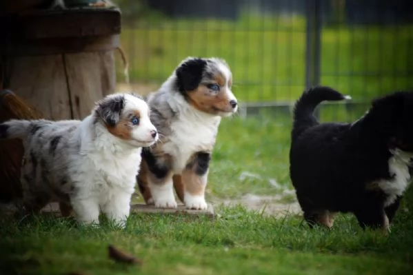 Cuccioli di Pastore Australiano Australian Shepherd | Foto 5