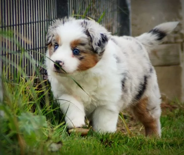 Cuccioli di Pastore Australiano Australian Shepherd | Foto 3