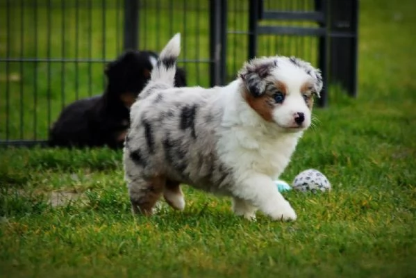 Cuccioli di Pastore Australiano Australian Shepherd