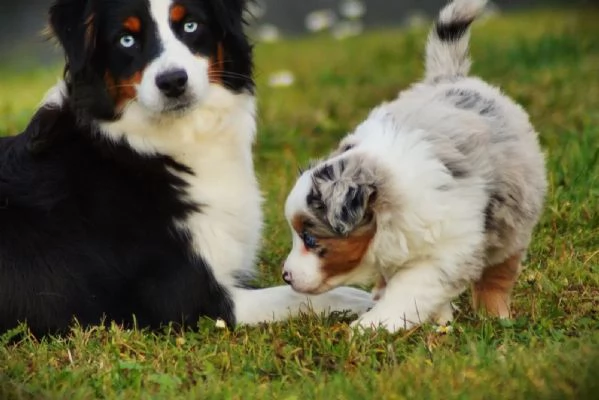 Cuccioli di Pastore Australiano Australian Shepherd | Foto 0