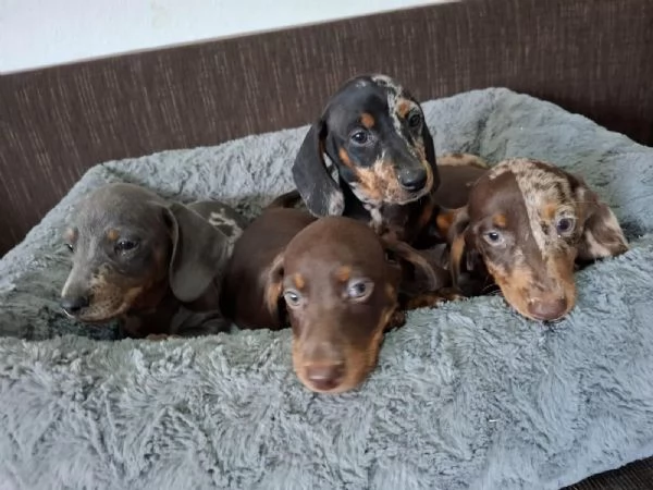 5 adorabili cuccioli di bassotto a pelo liscio | Foto 3