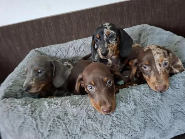 5 adorabili cuccioli di bassotto a pelo liscio | Foto 1