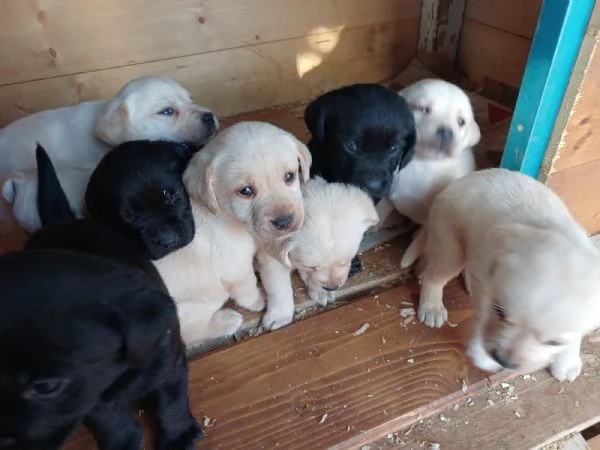 Cuccioli di labrador  | Foto 4