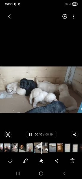 Cuccioli di labrador  | Foto 3