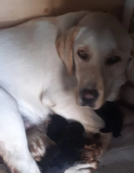 Cuccioli di labrador  | Foto 1