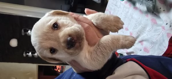 Cuccioli di labrador  | Foto 0
