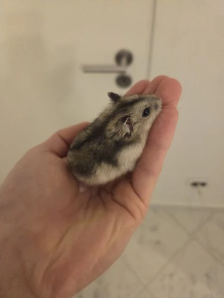 Criceto Russo | Foto 1