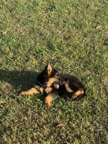 Cucciolo di pastore tedesco