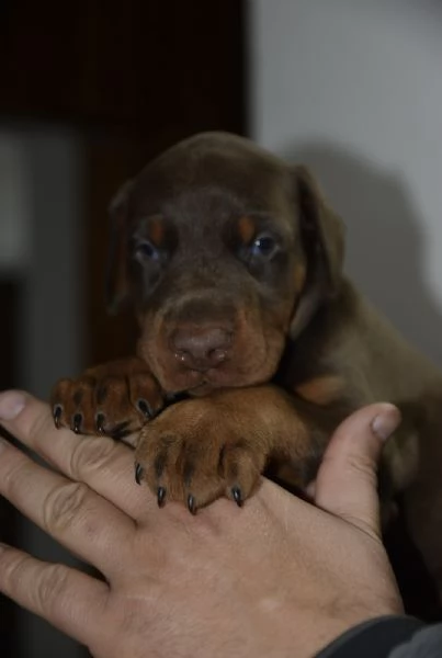 Doberman  cuccioli bellissimi | Foto 5
