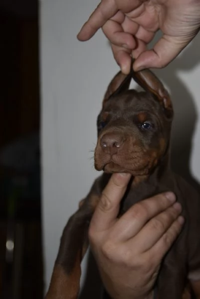 Doberman  cuccioli bellissimi | Foto 4