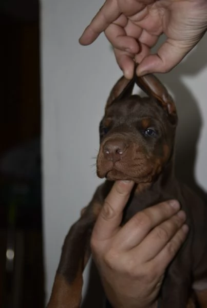 Doberman  cuccioli bellissimi | Foto 3