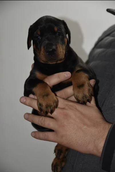 Doberman  cuccioli bellissimi | Foto 2