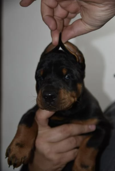 Doberman  cuccioli bellissimi | Foto 1