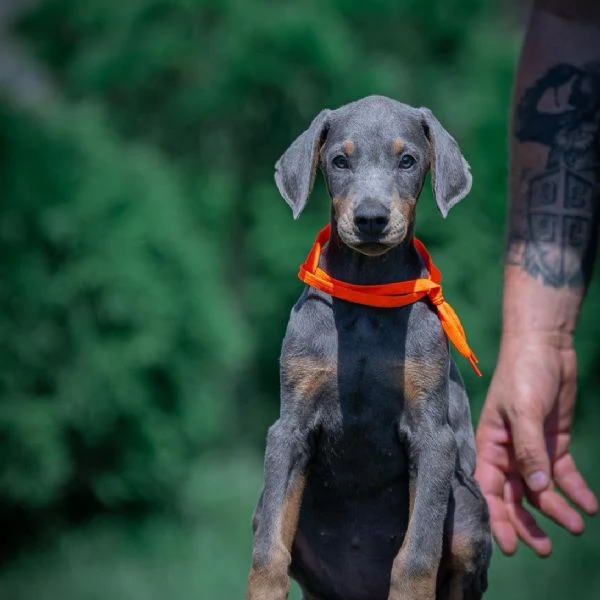 Doberman  cuccioli bellissimi