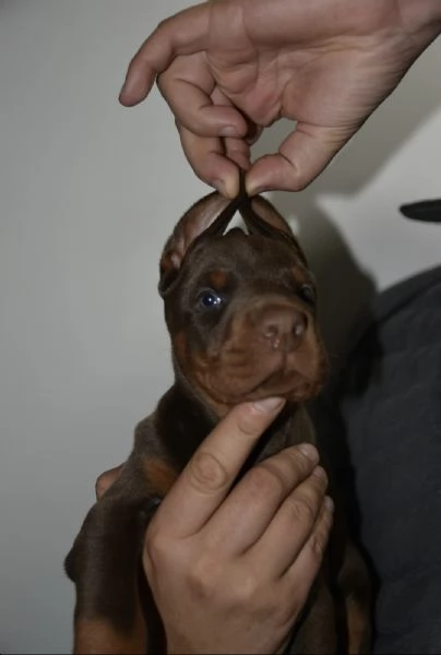 Doberman  cuccioli bellissimi | Foto 0