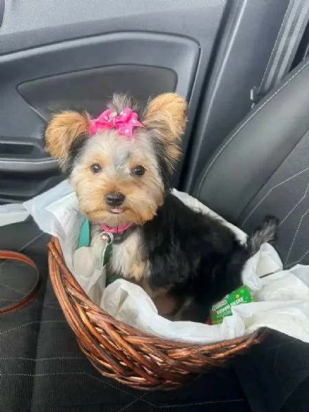 Yorkie | Foto 0