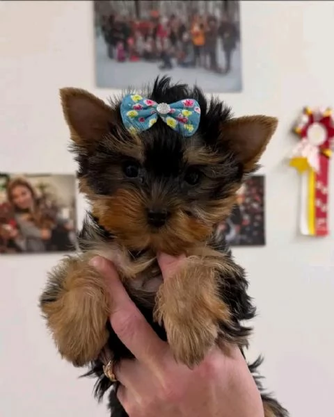 Yorkie