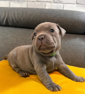 Bellissimi cuccioli di American Staffordshire Terrier