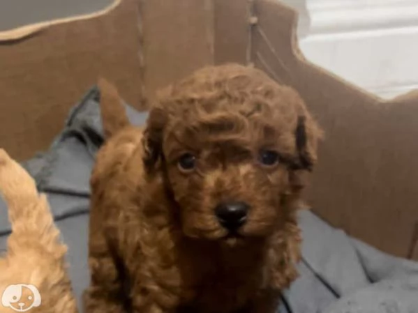 Adorabili Cuccioli di Barboncino