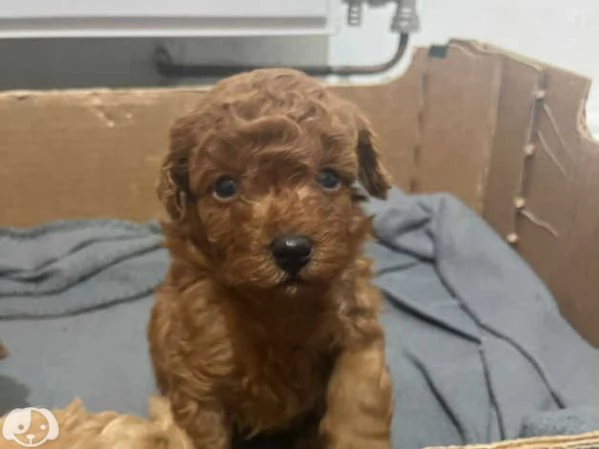 Adorabili Cuccioli di Barboncino | Foto 0