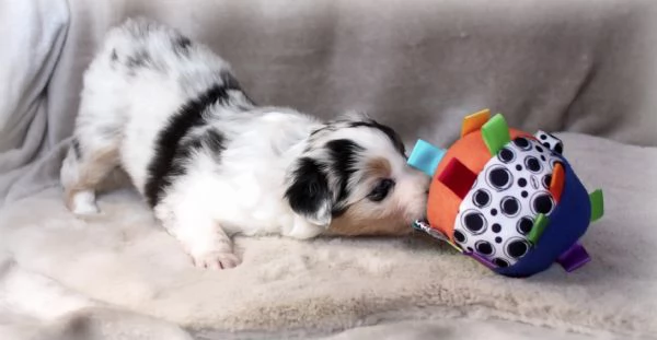 CUCCIOLI PASTORE AUSTRALIANO | Foto 6