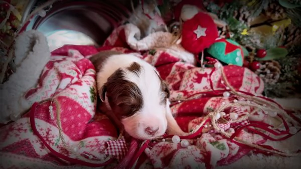 CUCCIOLI PASTORE AUSTRALIANO | Foto 6