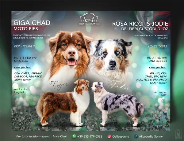 CUCCIOLI PASTORE AUSTRALIANO