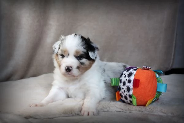 CUCCIOLI PASTORE AUSTRALIANO | Foto 5