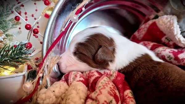 CUCCIOLI PASTORE AUSTRALIANO | Foto 1