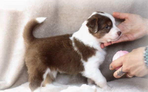 CUCCIOLI PASTORE AUSTRALIANO | Foto 4