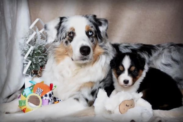 CUCCIOLI PASTORE AUSTRALIANO | Foto 3