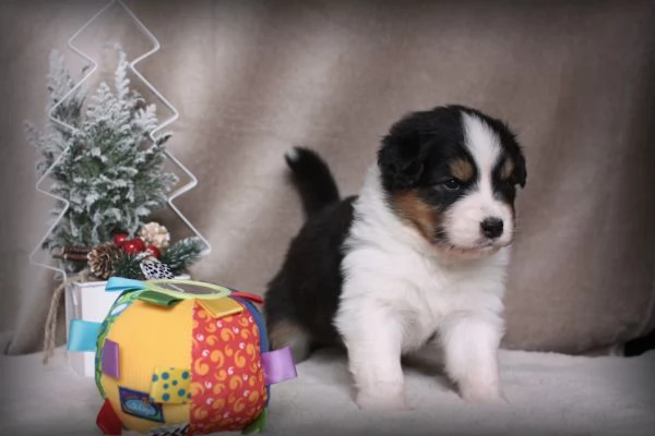 CUCCIOLI PASTORE AUSTRALIANO | Foto 2