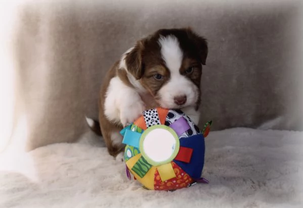 CUCCIOLI PASTORE AUSTRALIANO | Foto 1