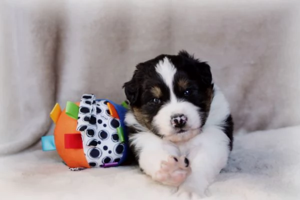 CUCCIOLI PASTORE AUSTRALIANO | Foto 0