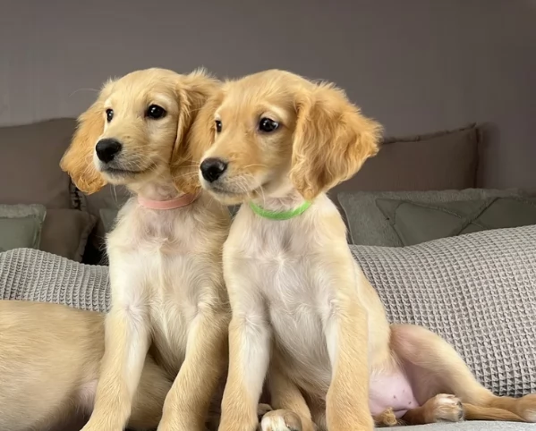 Due belli Golden Retriver in adozione