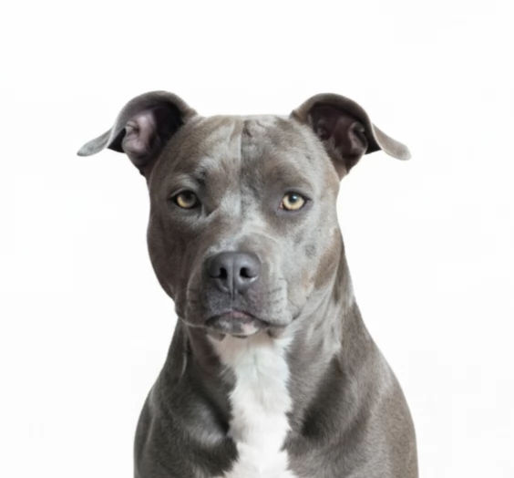 Cuccioli di American Staffordshire Terrier Blue 