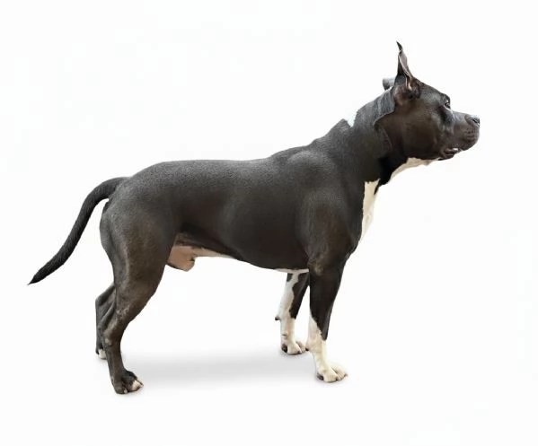 Cuccioli di American Staffordshire Terrier Blue  | Foto 1