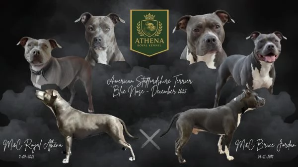 Cuccioli di American Staffordshire Terrier Blue  | Foto 0